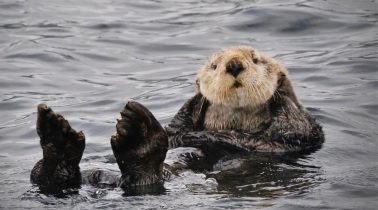 A-sea-otter-is-playful
