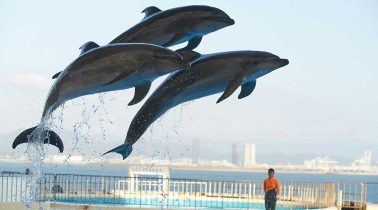 Dolphin-Presentation