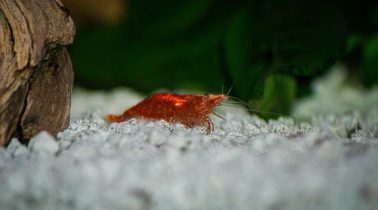 Krill-Dude