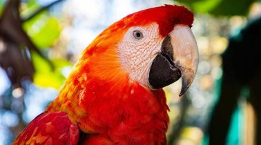 Macaw-Habitat