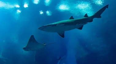 NA1902250SK-SEAWORLD18