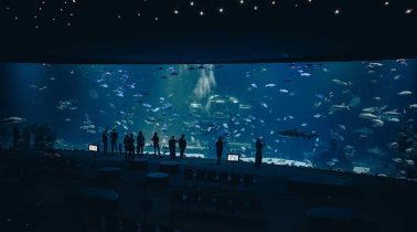 One-Epic-Ocean-Show