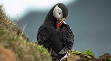 Puffin-Habitat
