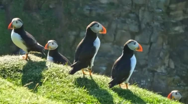 Puffin-cove-geograph-4083116-by
