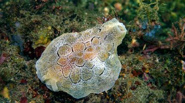 Ray-Reef