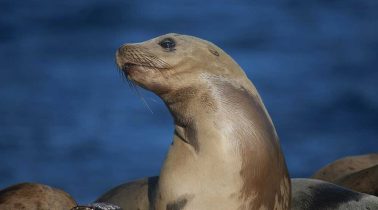 Sea-Lion-Presentation