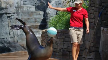 Sea-Lion-Shows-St-Louis-Zoo