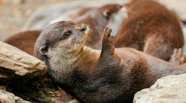 Sea-Otter-Habitat