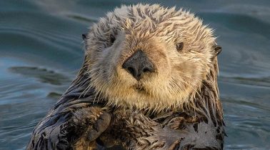 Sea_Otter_Enhydra_lutris_2516979
