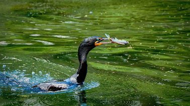The-Catch