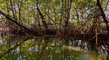 The-Mangroves