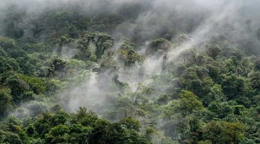 The-Rainforest