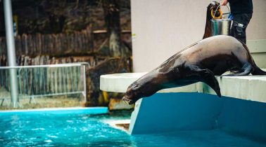 The-Sea-Lions-feeding