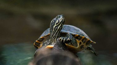 Turtle-Twist