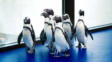 african2-penguin-medium
