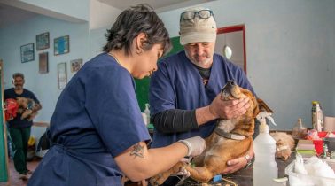 animal-care