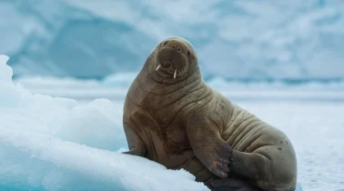 arctic-walrus1-full