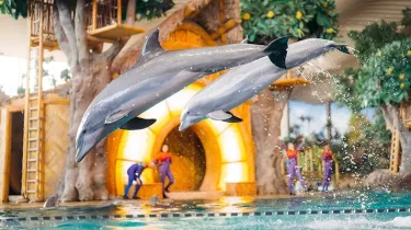 dolphin-1-medium