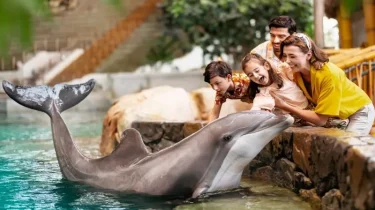 dolphinecounter1-medium