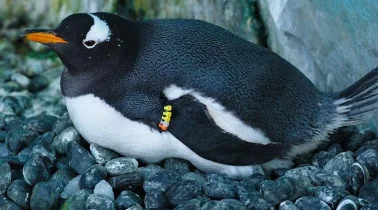 gentoo2-penguin-medium