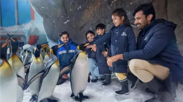 penguin