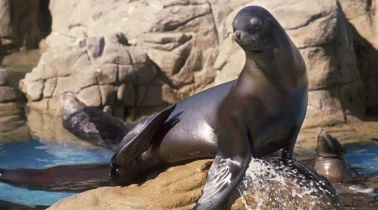 sealion1-reversed-full